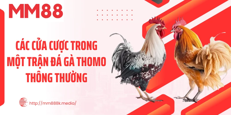 Các cửa cược trong một trận đá gà thomo thông thường Các cửa cược trong một trận đá gà thomo thông thường