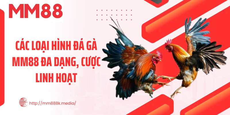 Các loại hình đá gà MM88 đa dạng, cược linh hoạt Các loại hình đá gà MM88 đa dạng, cược linh hoạt