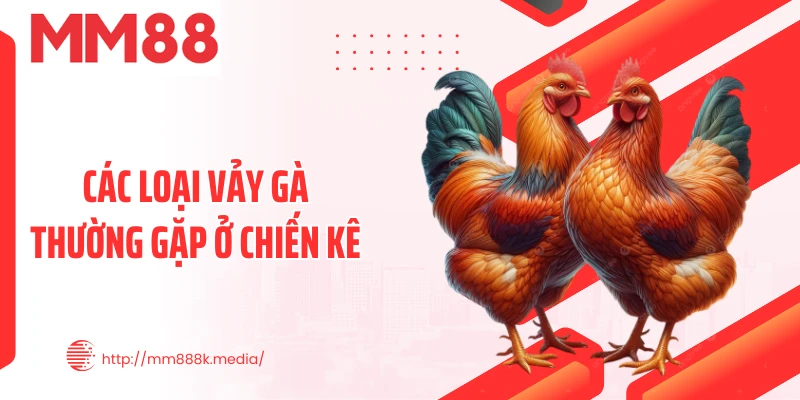 Các loại vảy gà thường gặp ở chiến kê Các loại vảy gà thường gặp ở chiến kê
