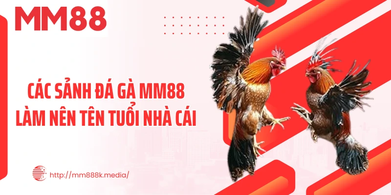 Các sảnh đá gà MM88 làm nên tên tuổi nhà cái Các sảnh đá gà MM88 làm nên tên tuổi nhà cái