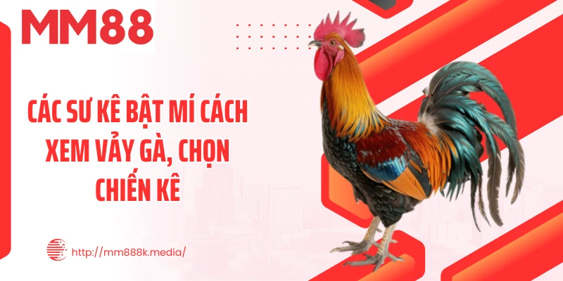Các sư kê bật mí cách xem vảy gà, chọn chiến kê Các sư kê bật mí cách xem vảy gà, chọn chiến kê