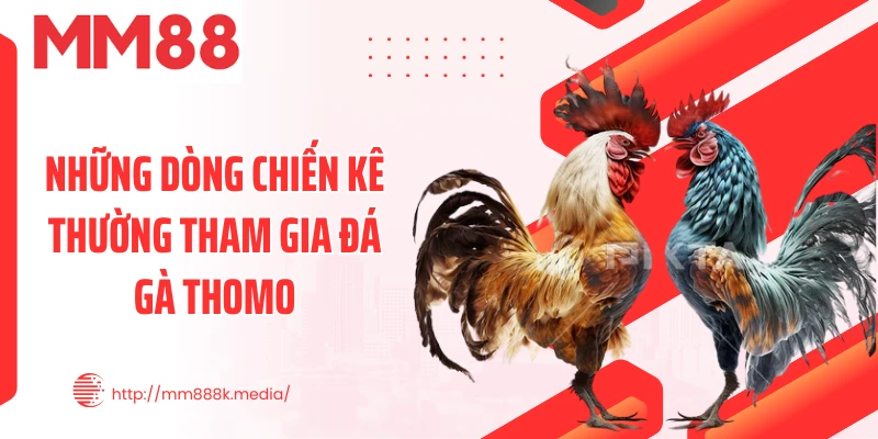 Những dòng chiến kê thường tham gia đá gà thomo Những dòng chiến kê thường tham gia đá gà thomo