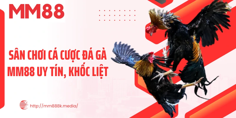 Sân chơi cá cược đá gà MM88 uy tín, khốc liệt Sân chơi cá cược đá gà MM88 uy tín, khốc liệt