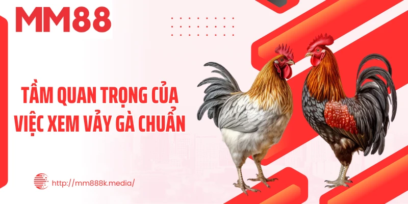 Tầm quan trọng của việc xem vảy gà chuẩn Tầm quan trọng của việc xem vảy gà chuẩn