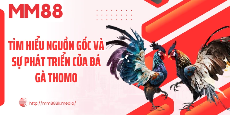 Tìm hiểu nguồn gốc và sự phát triển của đá gà thomo Tìm hiểu nguồn gốc và sự phát triển của đá gà thomo
